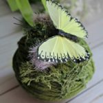 Moss And Butterfly Pomander Craft